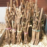 Kako posaditi reznice grožđa u jesen